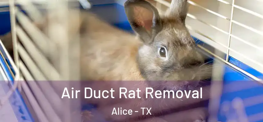  Air Duct Rat Removal Alice - TX