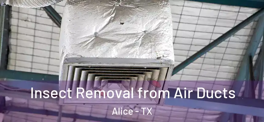  Insect Removal from Air Ducts Alice - TX